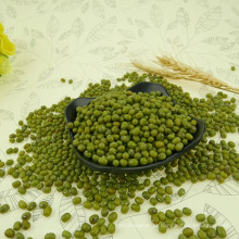 2012 nova colheita pequeno feijão verde mung para brotos, 2.8-4.0mm, origem de Hebei